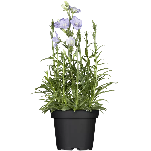 Campanula persicifolia 'Takion Blue'®
