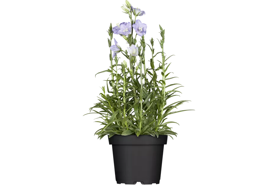 Campanula persicifolia 'Takion Blue'®