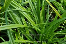 Carex caryophyllea 'The Beatles'