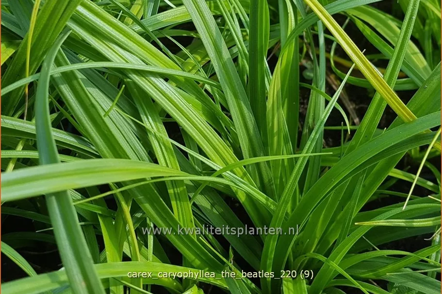 Carex caryophyllea 'The Beatles'