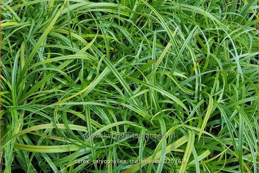 Carex caryophyllea 'The Beatles'