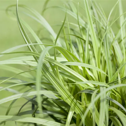 Carex caryophyllea 'The Beatles'