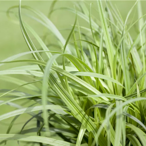 Carex caryophyllea 'The Beatles'