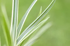 Carex caryophyllea 'The Beatles'