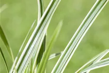 Carex caryophyllea 'The Beatles'