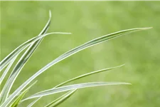 Carex caryophyllea 'The Beatles'