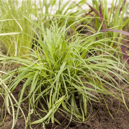Carex umbrosa