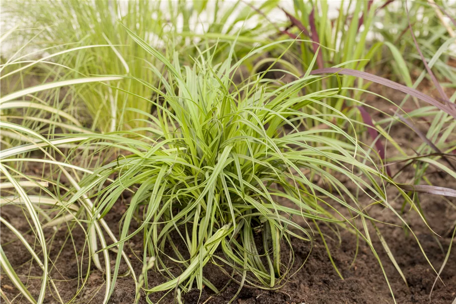 Carex umbrosa