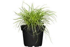 Carex caryophyllea 'The Beatles'