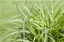 Carex caryophyllea 'The Beatles'