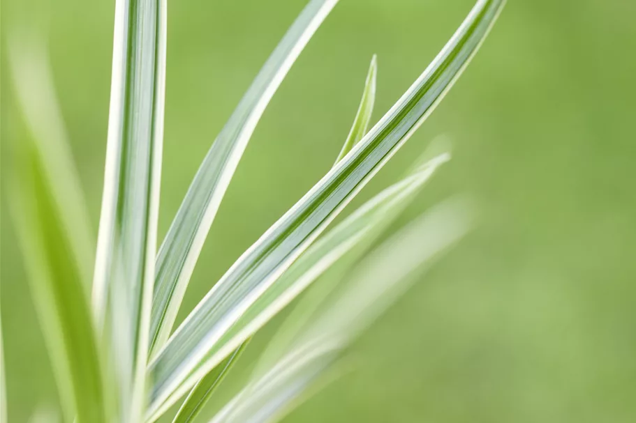 Carex caryophyllea 'The Beatles'