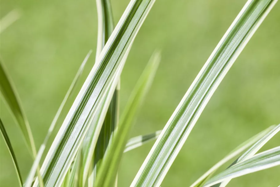 Carex caryophyllea 'The Beatles'