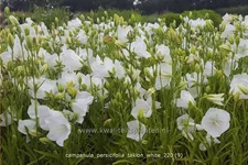 Campanula persicifolia 'Takion White'®