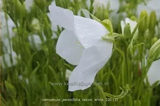 Campanula persicifolia 'Takion White'®
