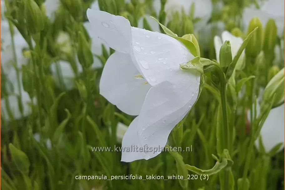 Campanula persicifolia 'Takion White'®