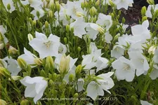 Campanula persicifolia 'Takion White'®