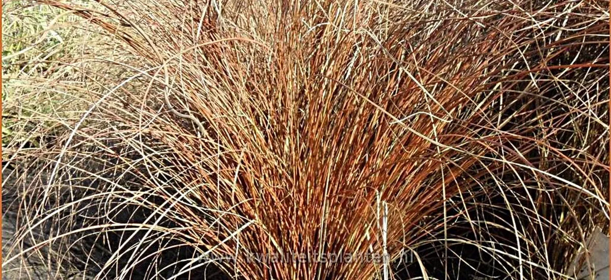 Carex comans 'Kupferflamme'