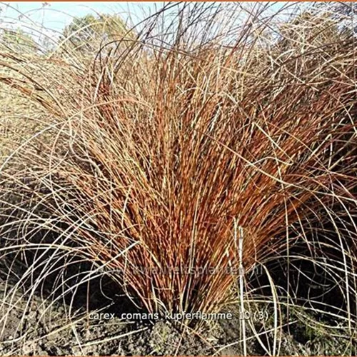 Carex comans 'Kupferflamme'
