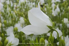 Campanula persicifolia 'Takion White'®