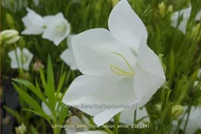 Campanula persicifolia 'Takion White'®