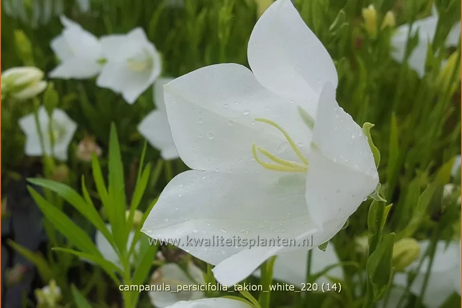 Campanula persicifolia 'Takion White'®