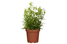 Campanula persicifolia 'Takion White'®