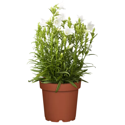 Campanula persicifolia 'Takion White'®