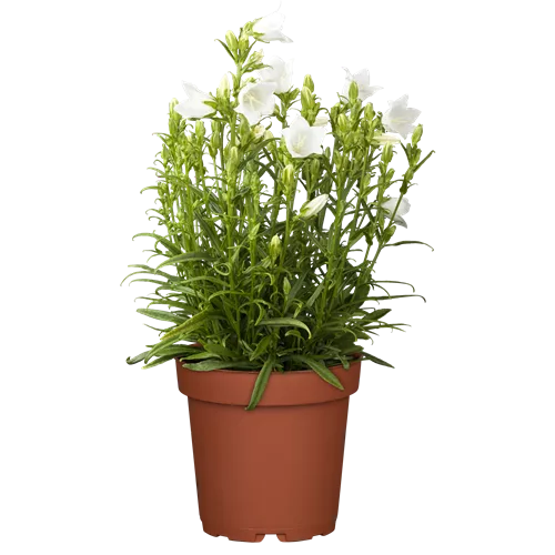 Campanula persicifolia 'Takion White'®
