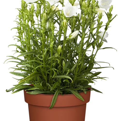 Campanula persicifolia 'Takion White'®