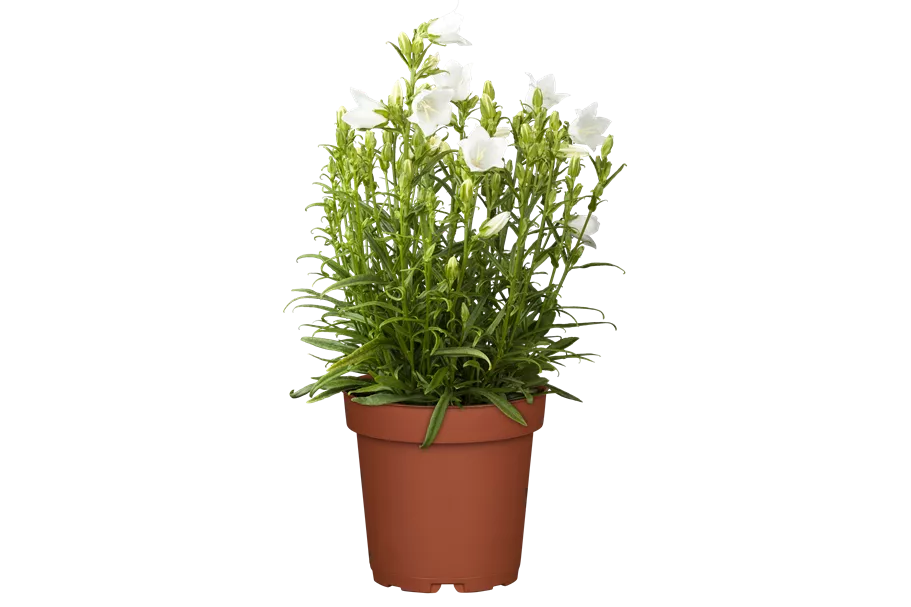 Campanula persicifolia 'Takion White'®