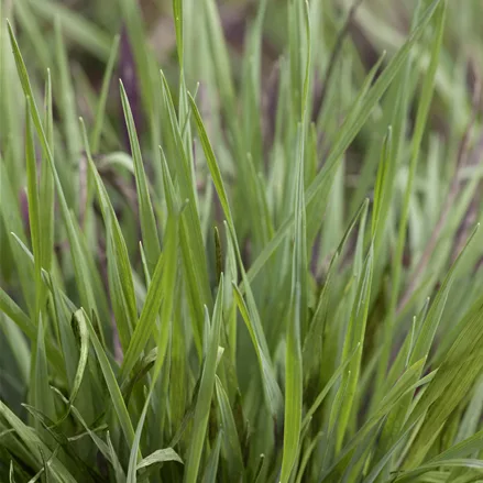 Briza media 'Limouzi'