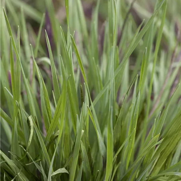 Briza media 'Limouzi'