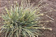 Carex conica 'Snowline'