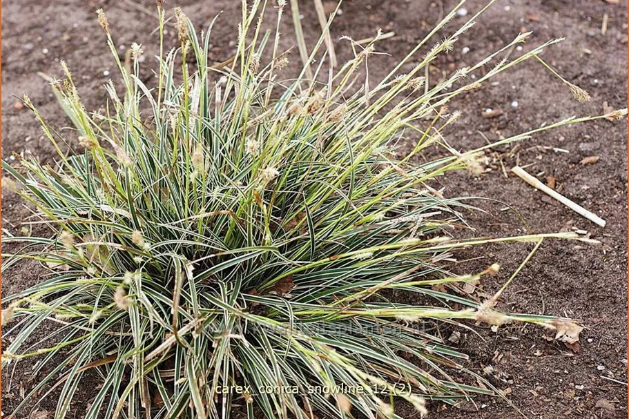 Carex conica 'Snowline'