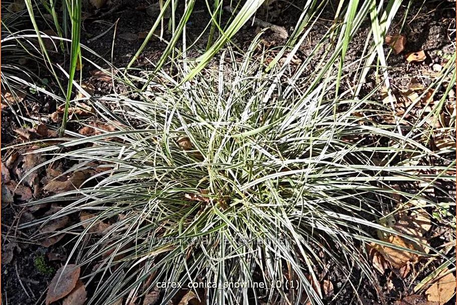 Carex conica 'Snowline'