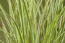 Carex conica 'Snowline'