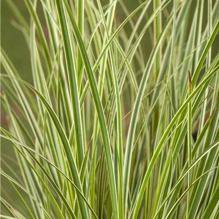 Carex conica 'Snowline'