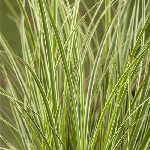 Carex conica 'Snowline'