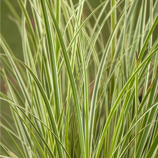 Carex conica 'Snowline'