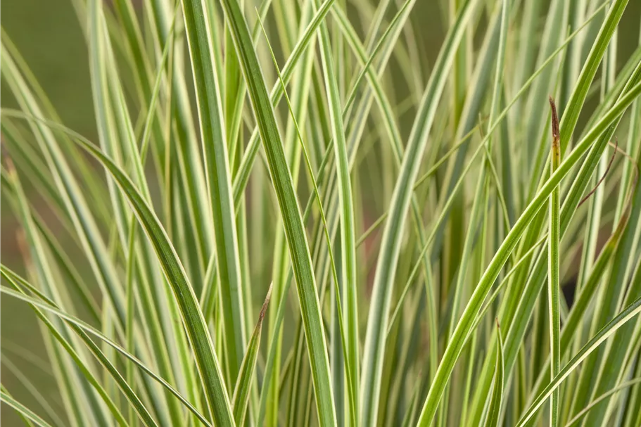 Carex conica 'Snowline'