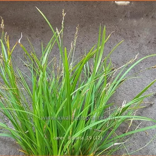 Carex digitata