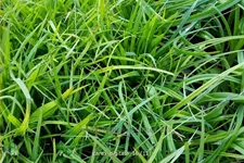 Carex digitata