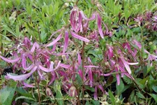 Campanula punctata 'Pink Octopus'®