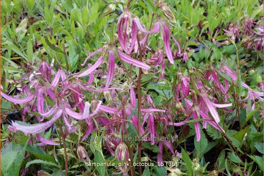 Campanula punctata 'Pink Octopus'®