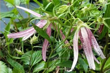 Campanula punctata 'Pink Octopus'®