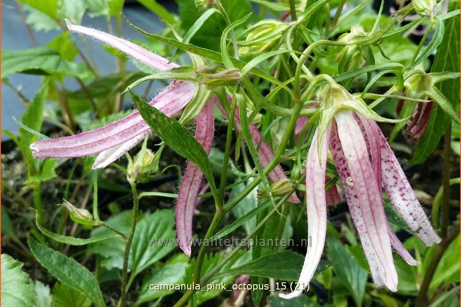 Campanula punctata 'Pink Octopus'®