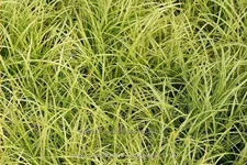 Carex dolichostachya 'Kaga-nishiki'