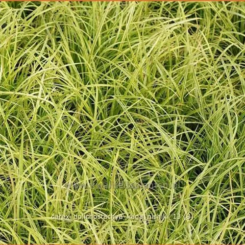 Carex dolichostachya 'Kaga-nishiki'