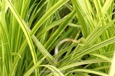 Carex dolichostachya 'Kaga-nishiki'