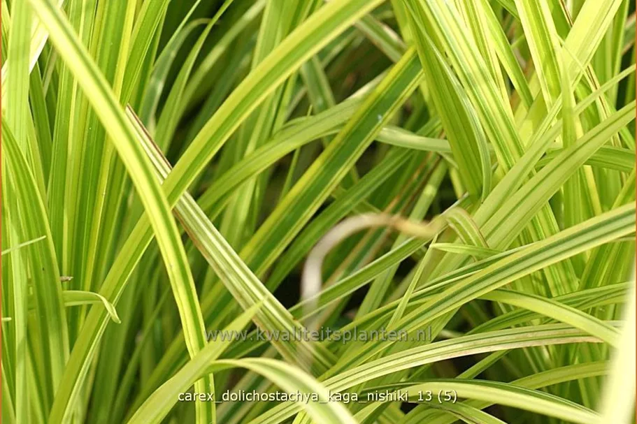 Carex dolichostachya 'Kaga-nishiki'
